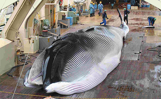 日本が国際捕鯨委員会(IWC)を脱退