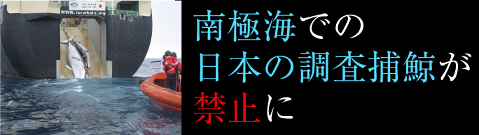 南極海での日本の調査捕鯨が禁止に