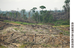 地球温暖化対策と森林再生　環境を守り 災害を防ぐ森林の働き