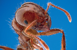 南米原産の猛毒アリ「ヒアリ」を発見