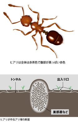南米原産の猛毒アリ「ヒアリ」を発見