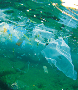 プラスチックごみで深刻化する海洋汚染